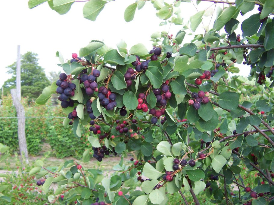 Смородина Альпийская 'Schmidt'