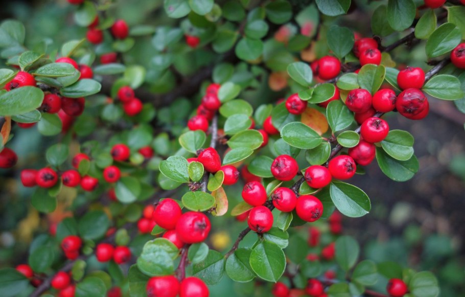 Кизильник цельнокрайний