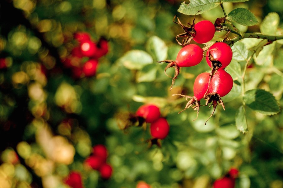 Куст шиповника с ягодами