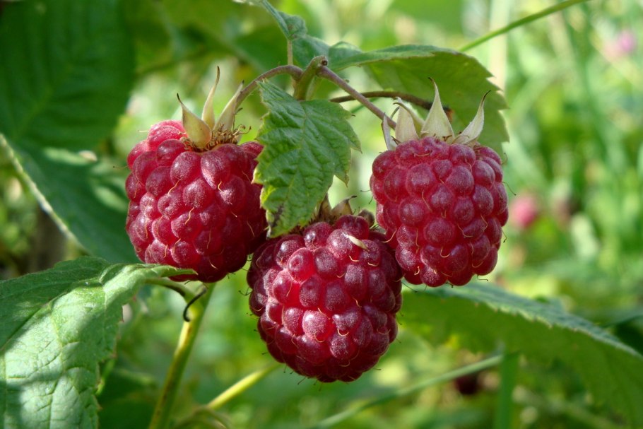 Малина обыкновенная куст