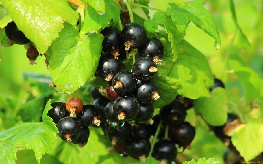 Смородина черная (ribes nigrum l.)
