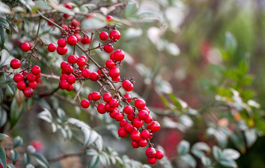 Ягоды на кустах