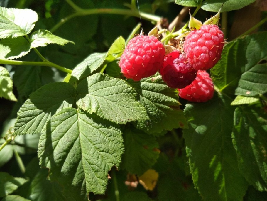 Малина кустарниковая