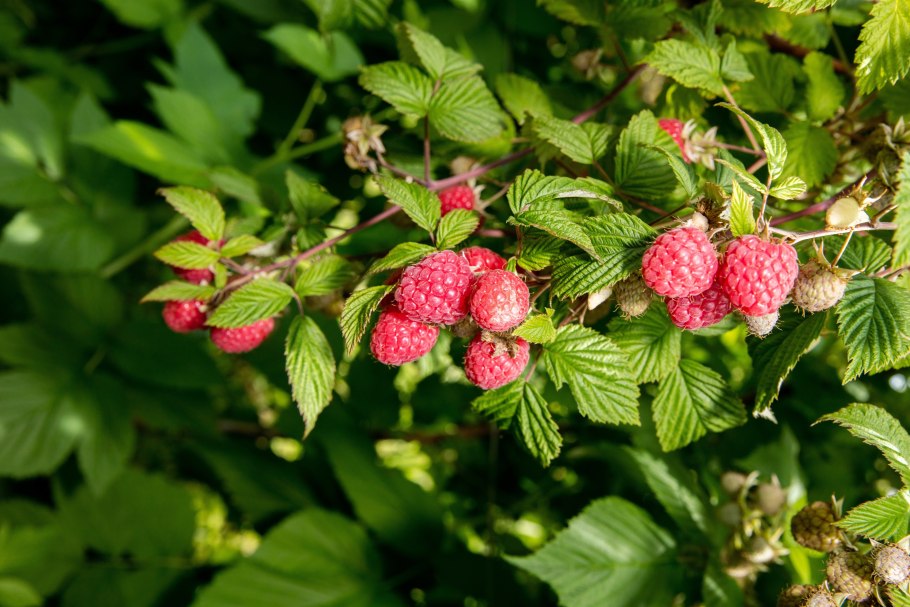 Малина ремонтантная куст