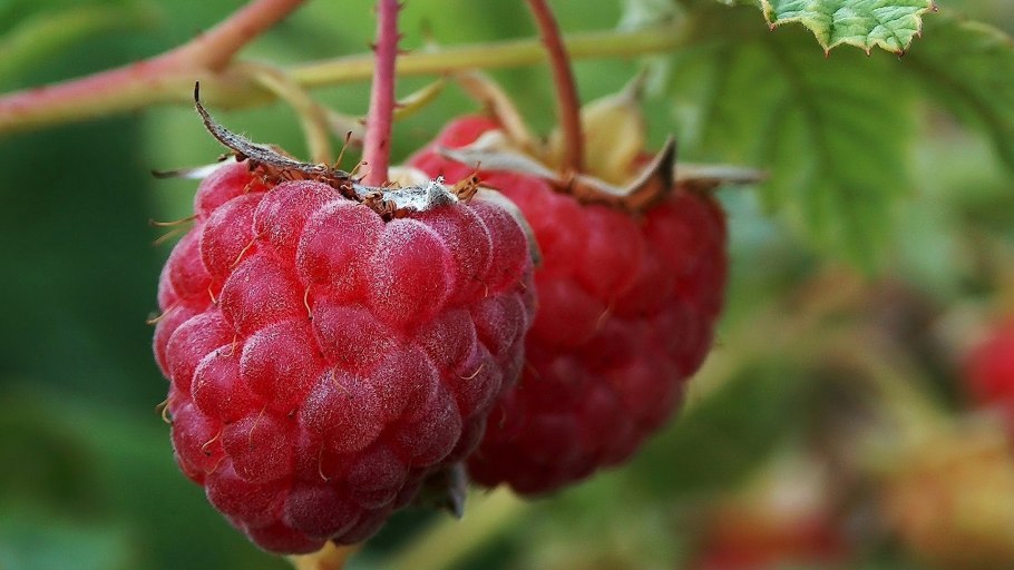 Малина сорт «Корнуэльская Виктория»