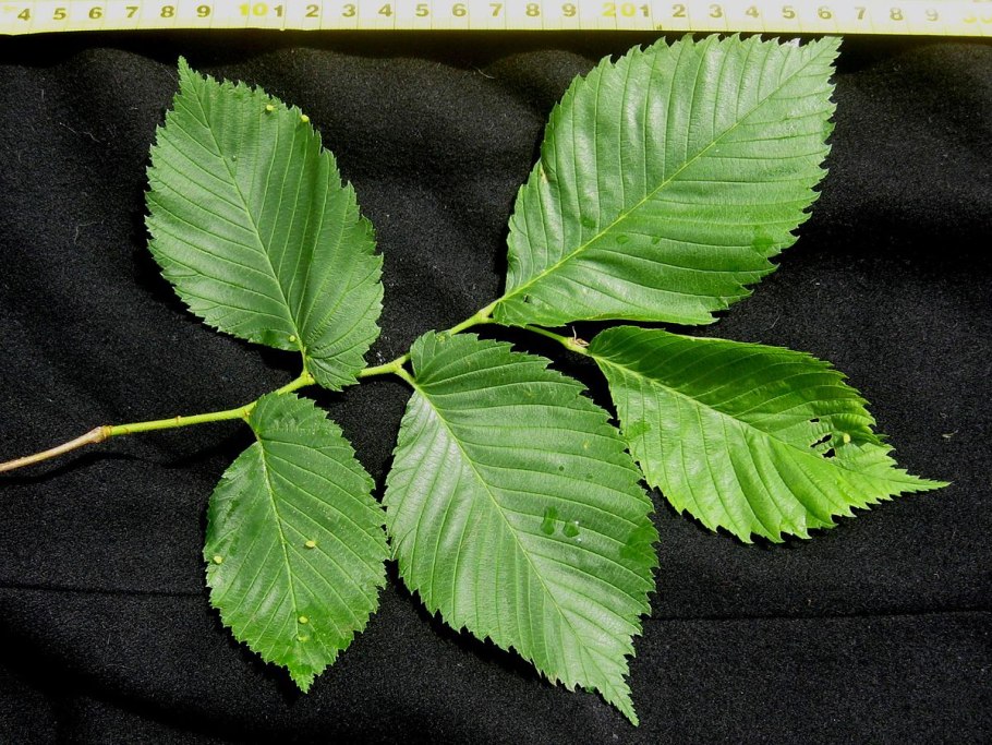 Ulmus laevis