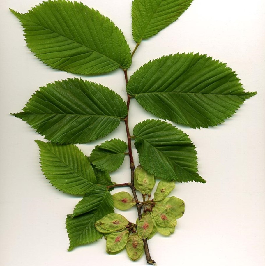 Вяз гладкий