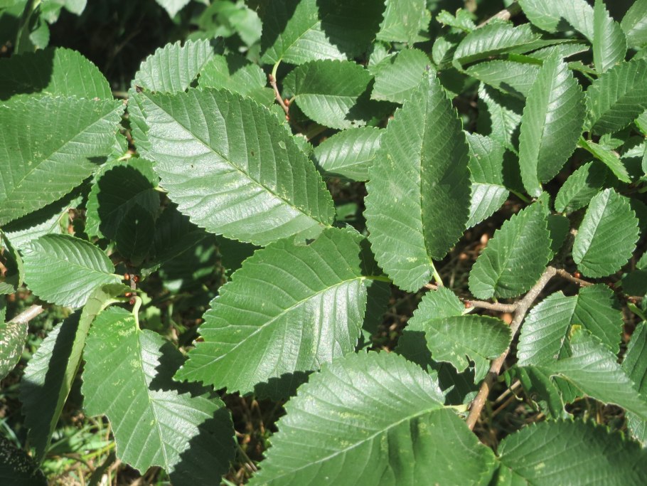 Вяз приземистый Ulmus pumila