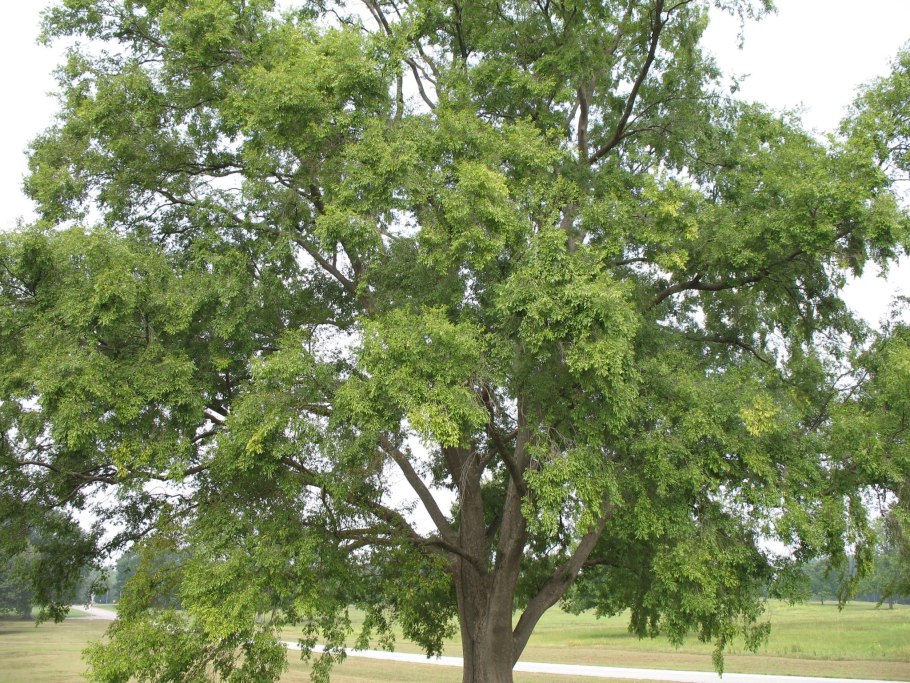 Ильм вяз дерево