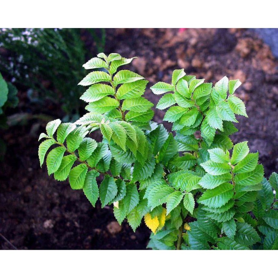 Вяз мелколистный