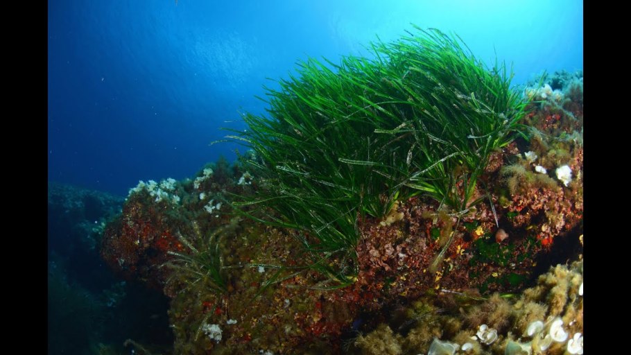 Посейдония океаническая