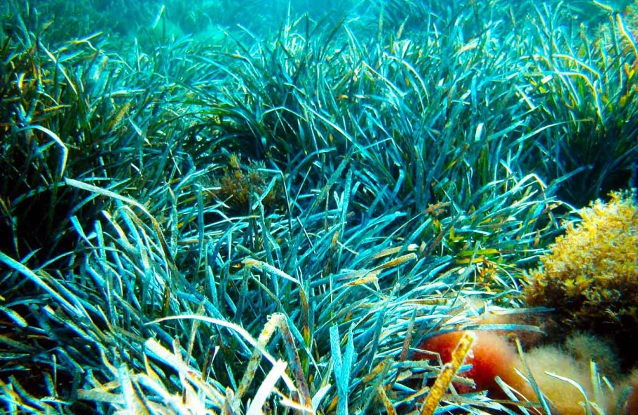 Посидония океаническая