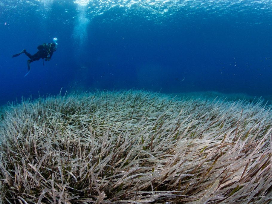 Флора Средиземного моря