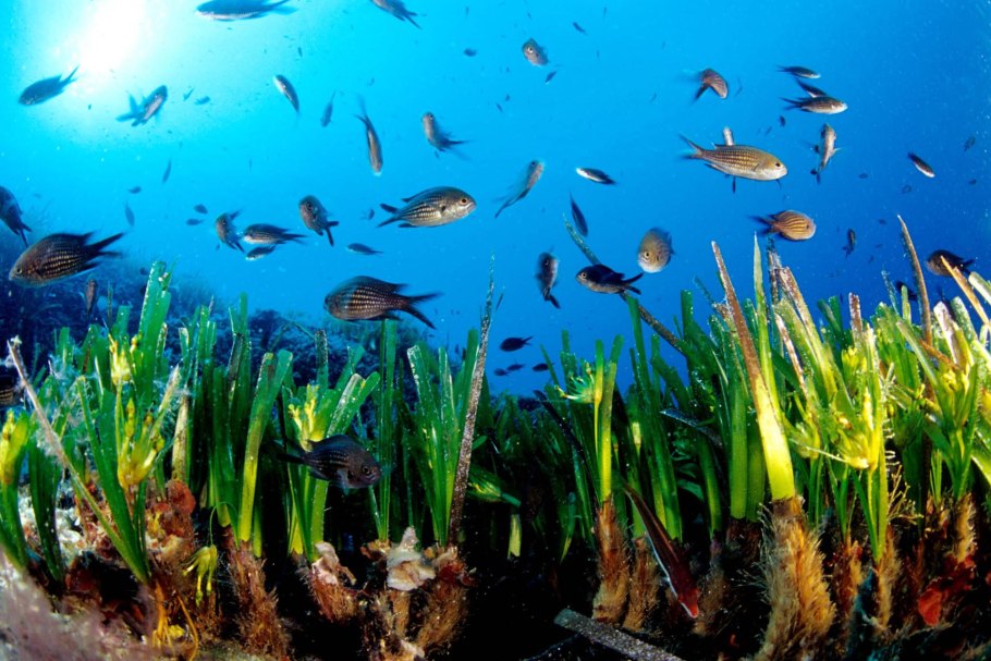 Posidonia Oceanica водоросли