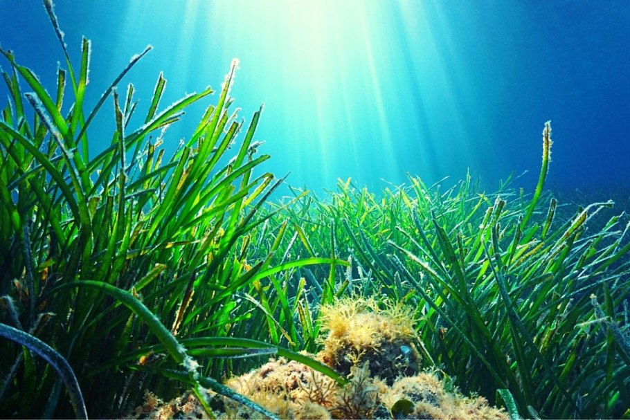 Посидония океаническая