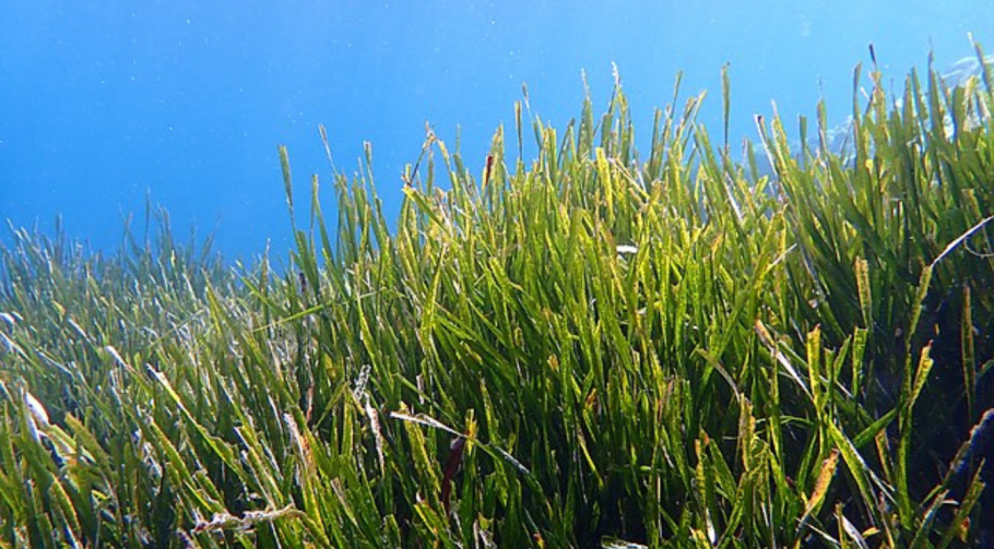 Зостера в Атлантическом океане