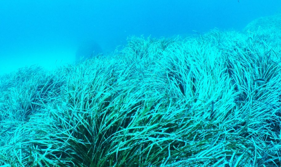 Посидония океаническая