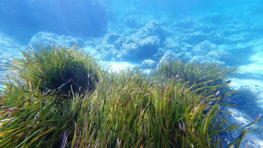 Posidonia Oceanica трава