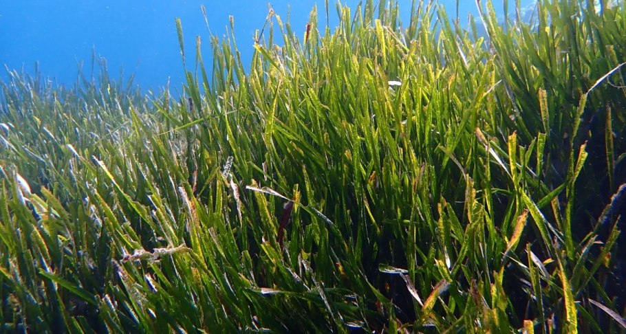 Луговая водоросль