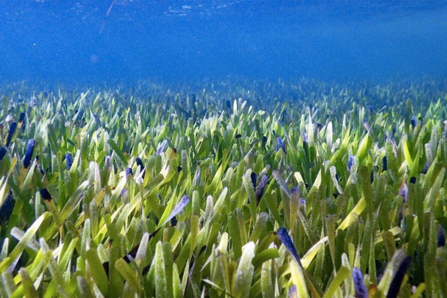 Зостера и Посидония