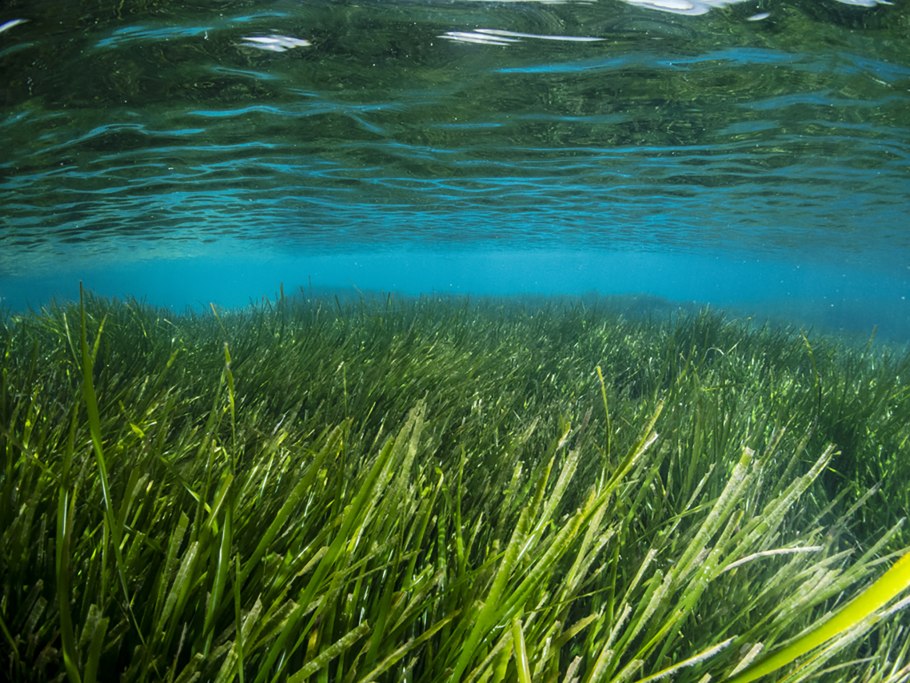 Посидония океаническая