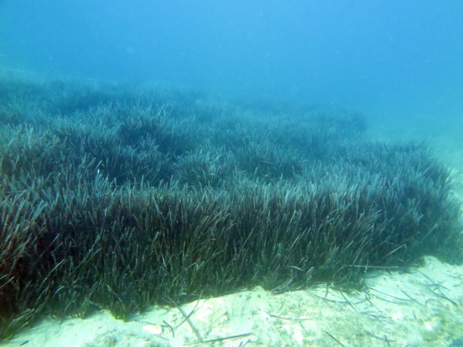 Морская трава Посейдония