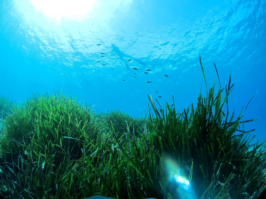Посидония океаническая