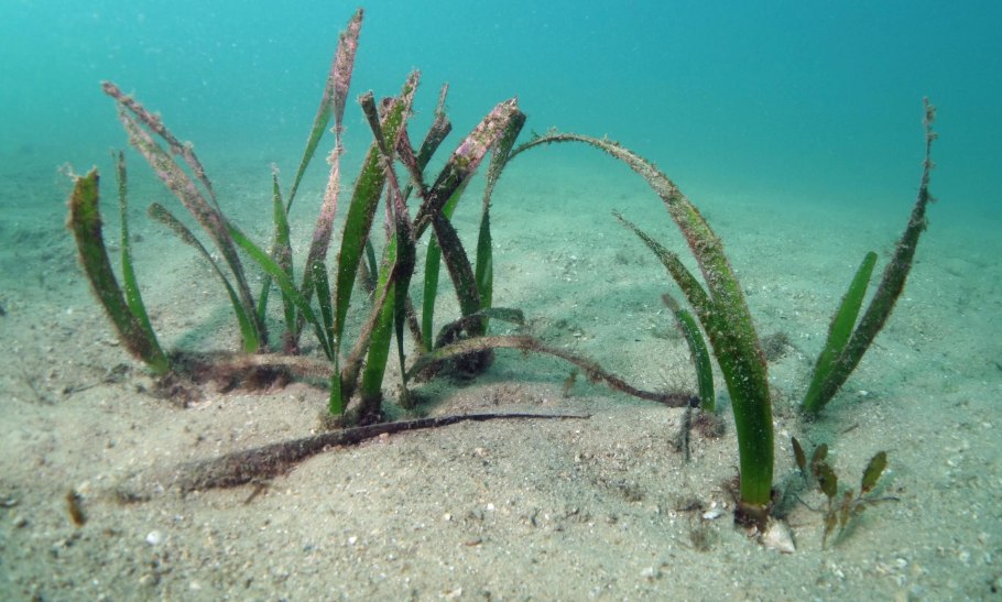 Водоросль посидония австралийская