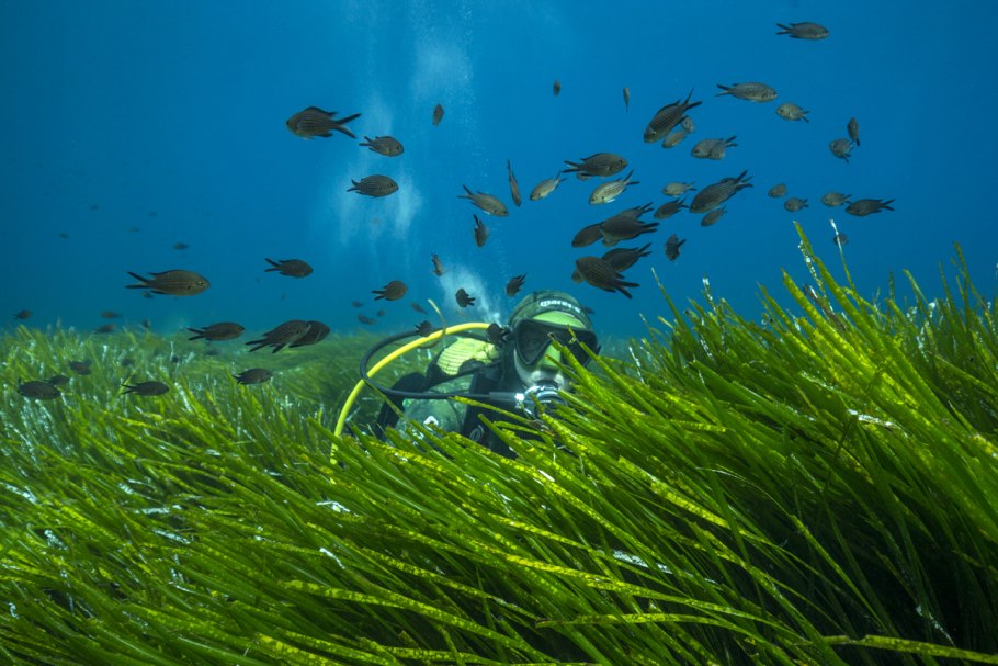 Посейдония водоросли