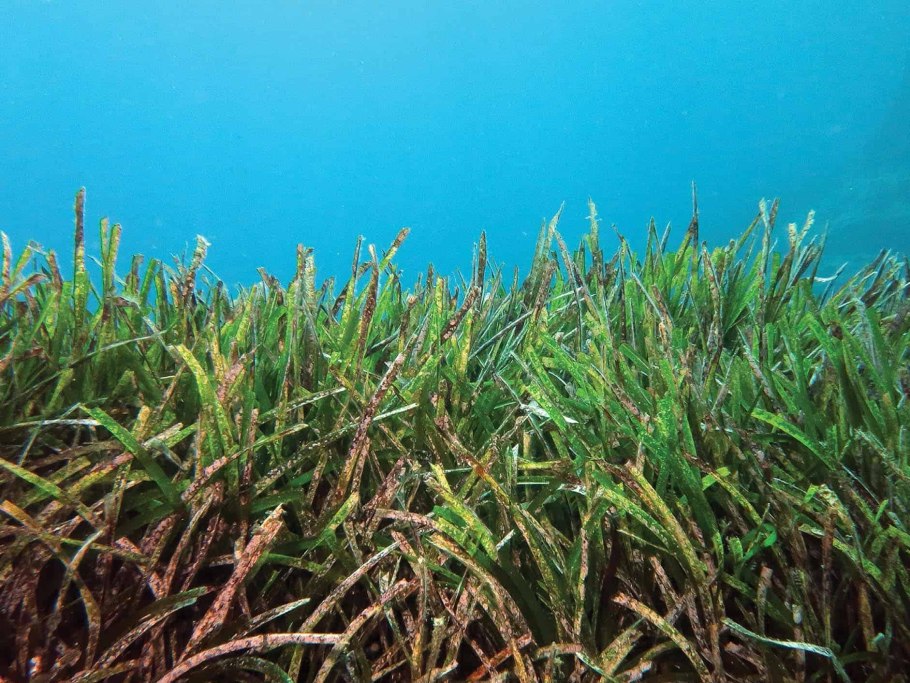 Posidonia oceanica