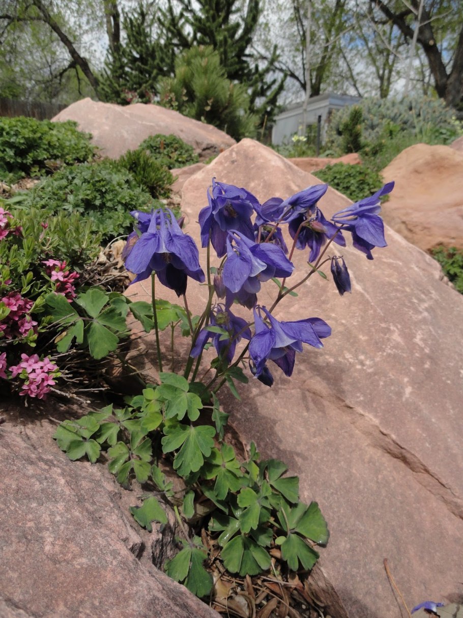 Аквилегия Альпийская
