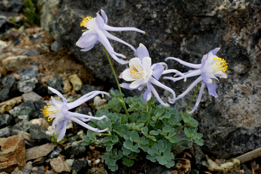Аквилегия Альпийская