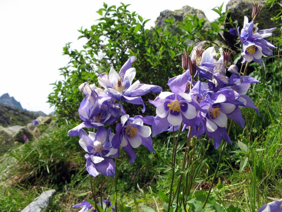 Аквилегия Альпийская (Aquilegia Alpina).