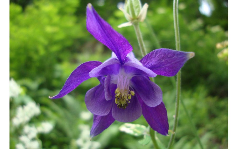 Аквилегия Альпина