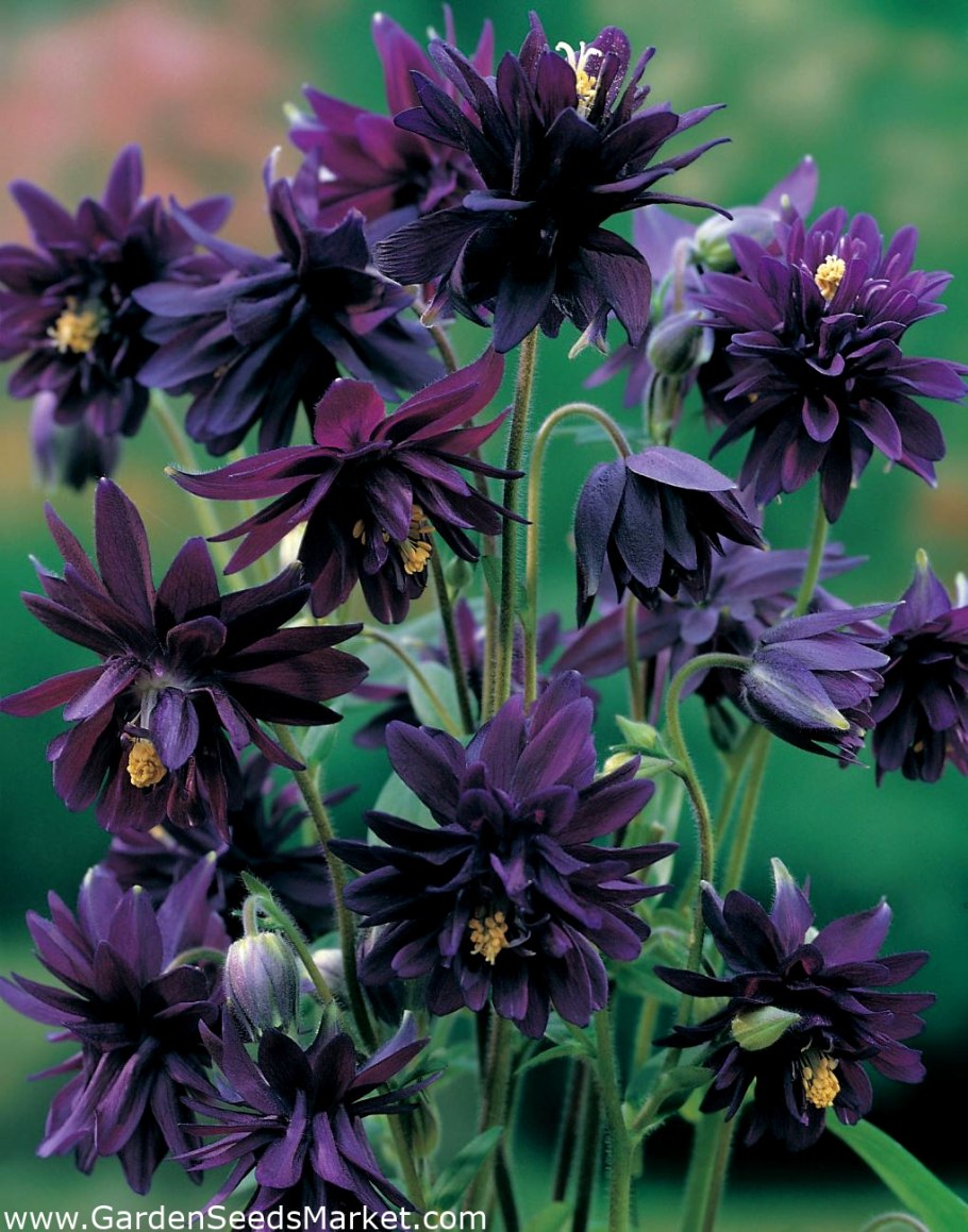 Аквилегия барлоу блэк