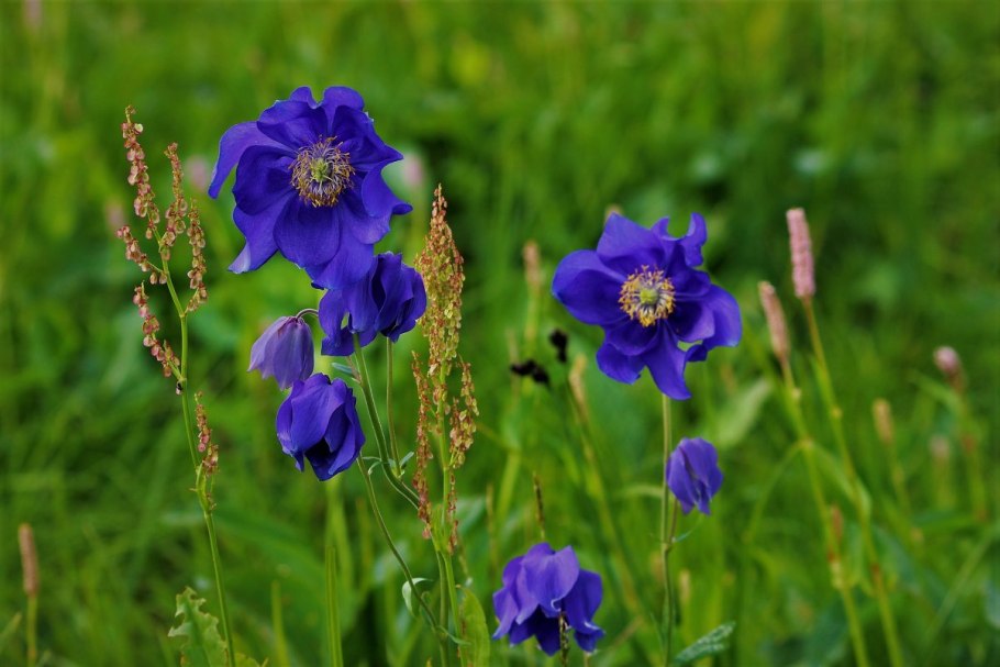 Аквилегия Тауэр