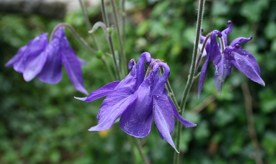 Aquilegia alpina