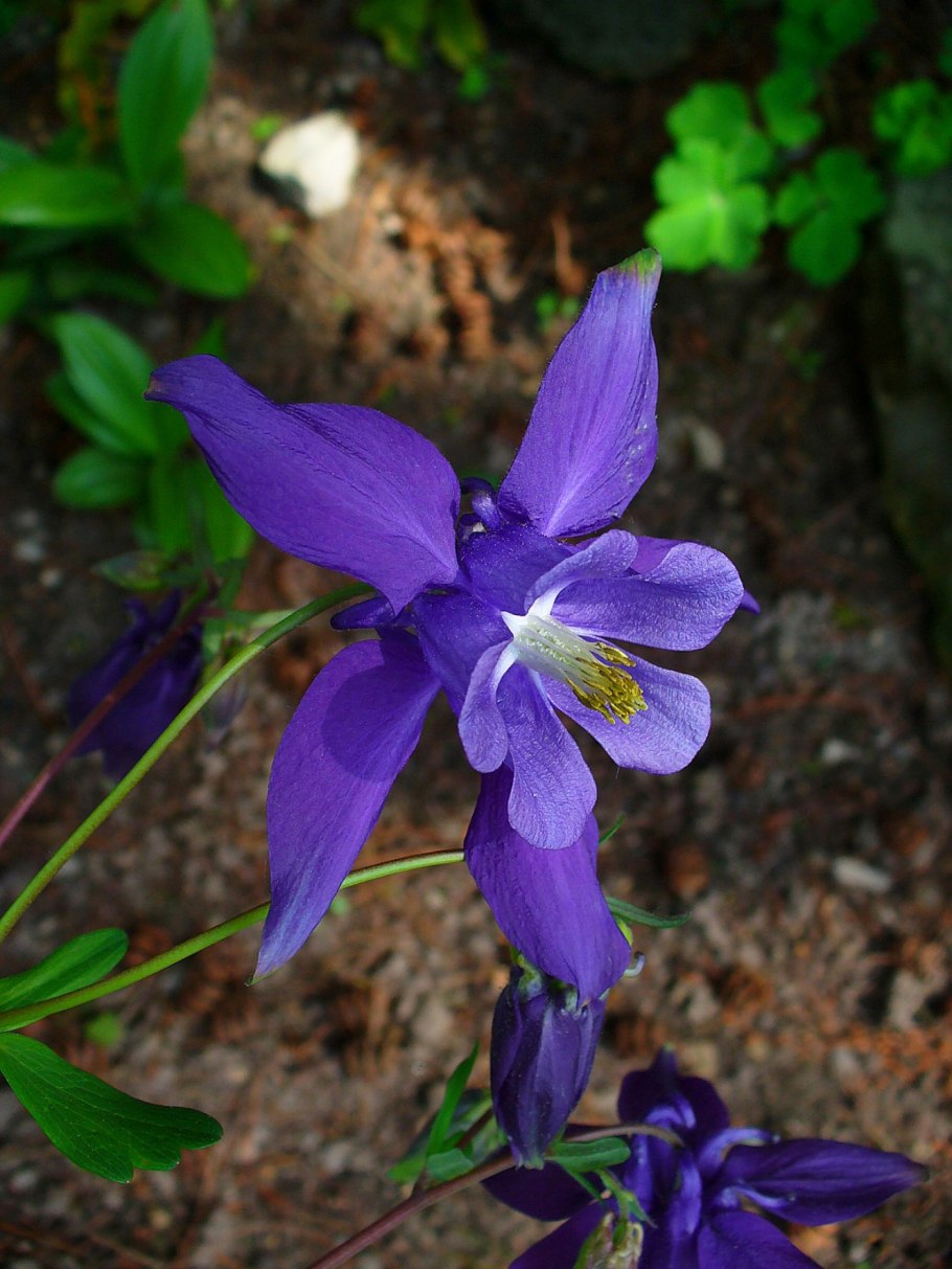 Аквилегия Aquilegia Alpina