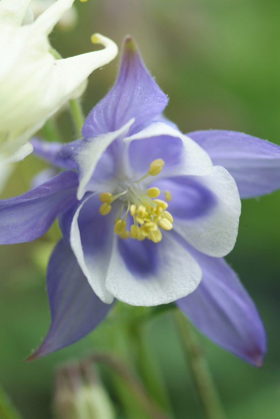 Аквилегия голубая звезда