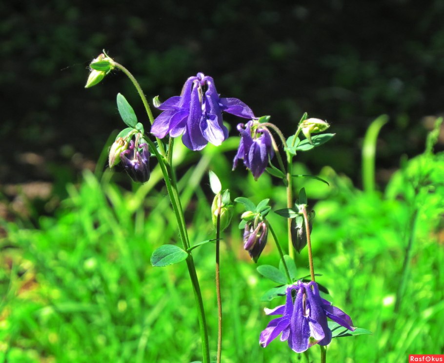 Аквилегия скопулорум