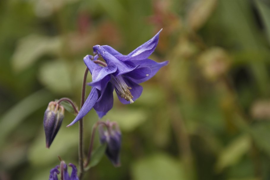 Аквилегия тауэр голубая