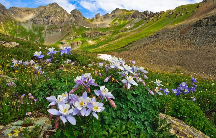Горный алтай альпийские луга