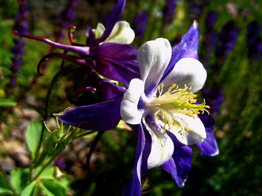 Аквилегия голубая бидермейер