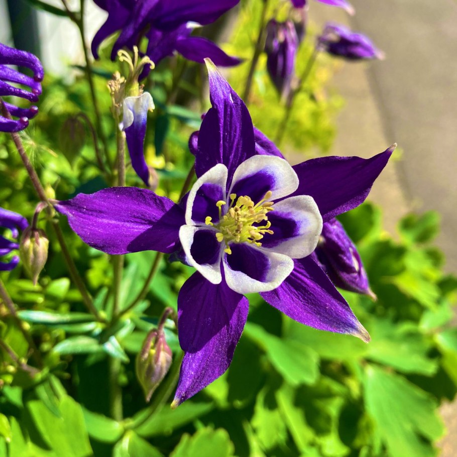 Аквилегия Альпийская