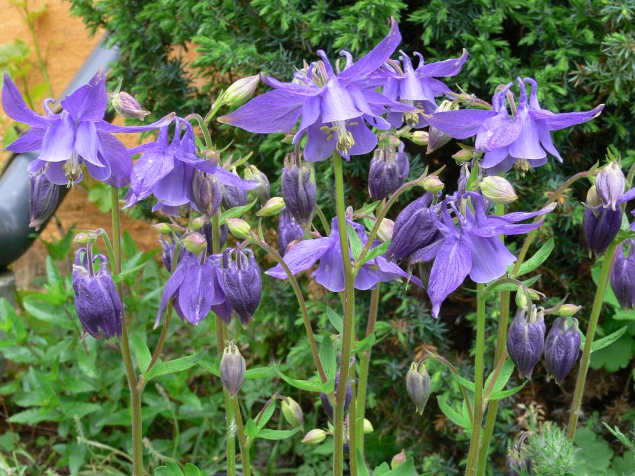 Аквилегия Альпийская