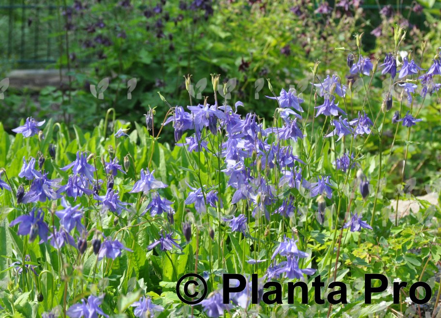 Аквилегия Альпийская
