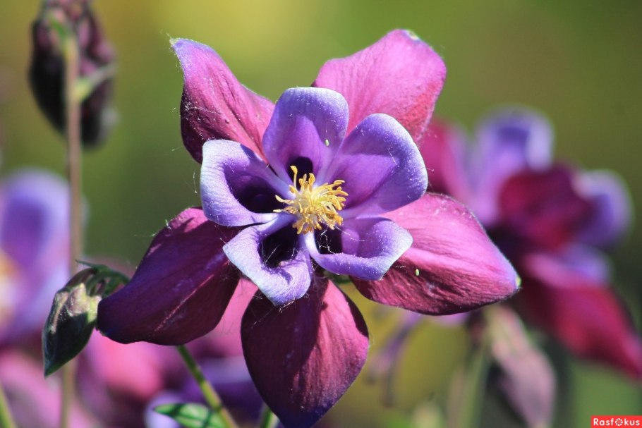 Аквилегия мак кана