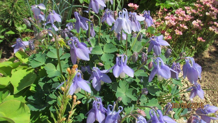 Аквилегия Альпийская