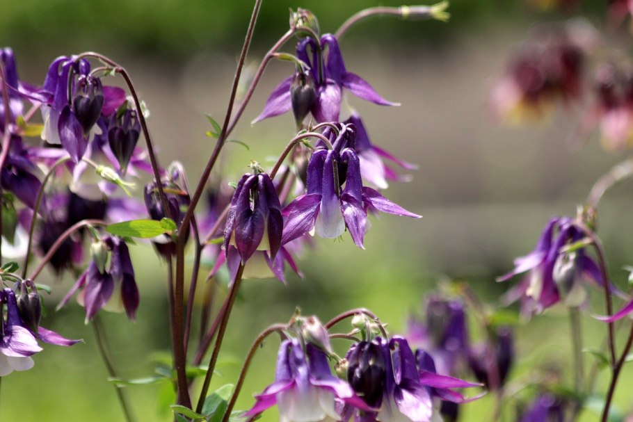 Aquilegia vulgaris