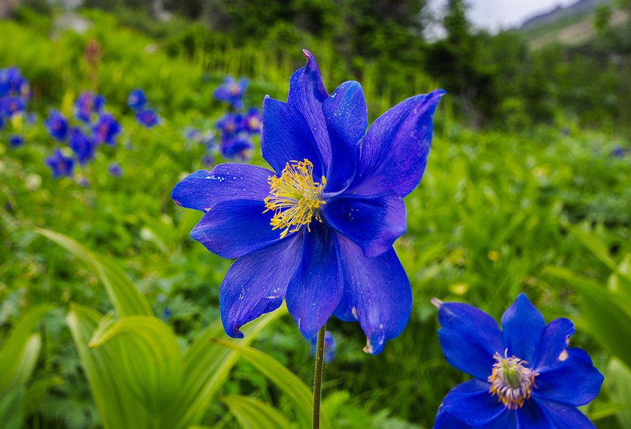 Водосбор ергаки
